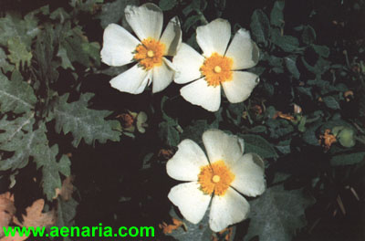 Cistus_salvifolius