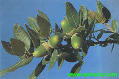 Quercus_ilex