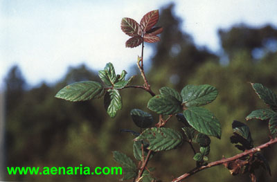Rubus