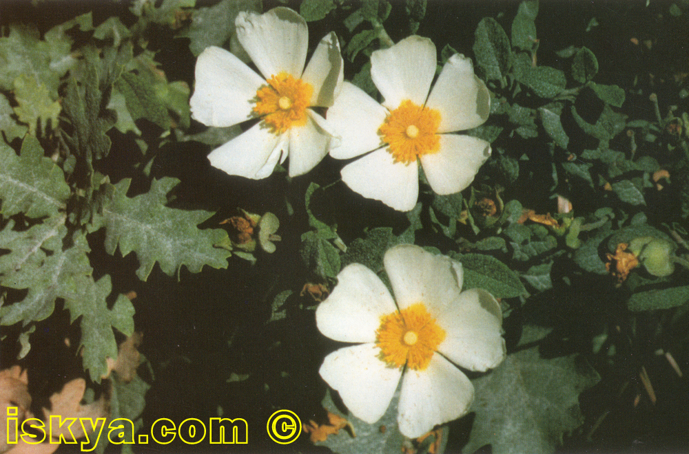 Cistus_salvifolius