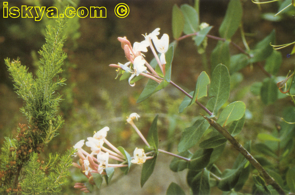 Lonicera
