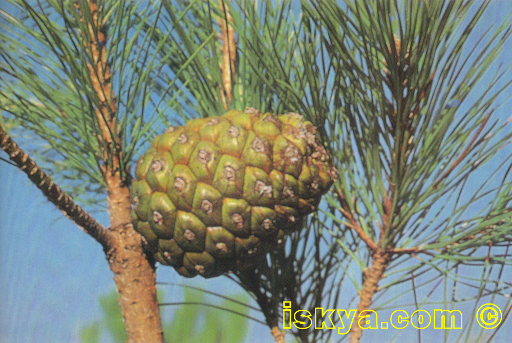 Pinus pineacytius