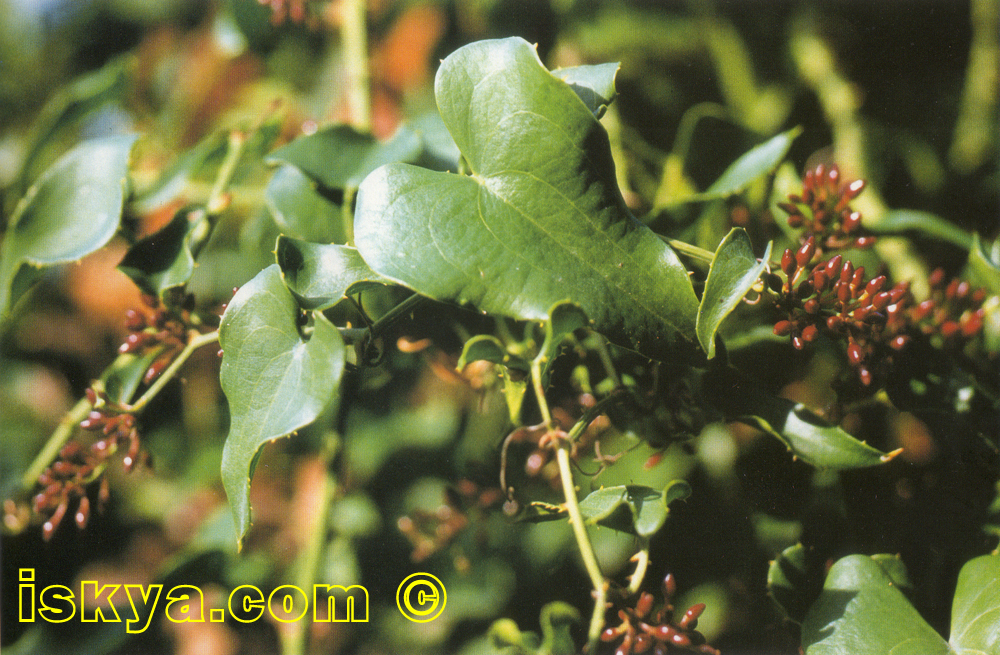 Smilax_Aspera
